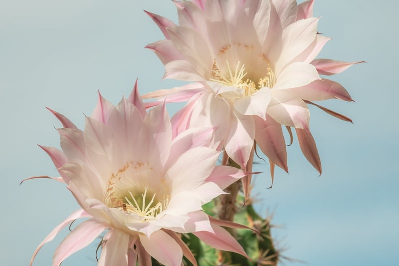 Orchid Cacti